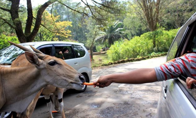 Harga Tiket Taman Safari Bogor Harga Tiket Taman Safari Bogor