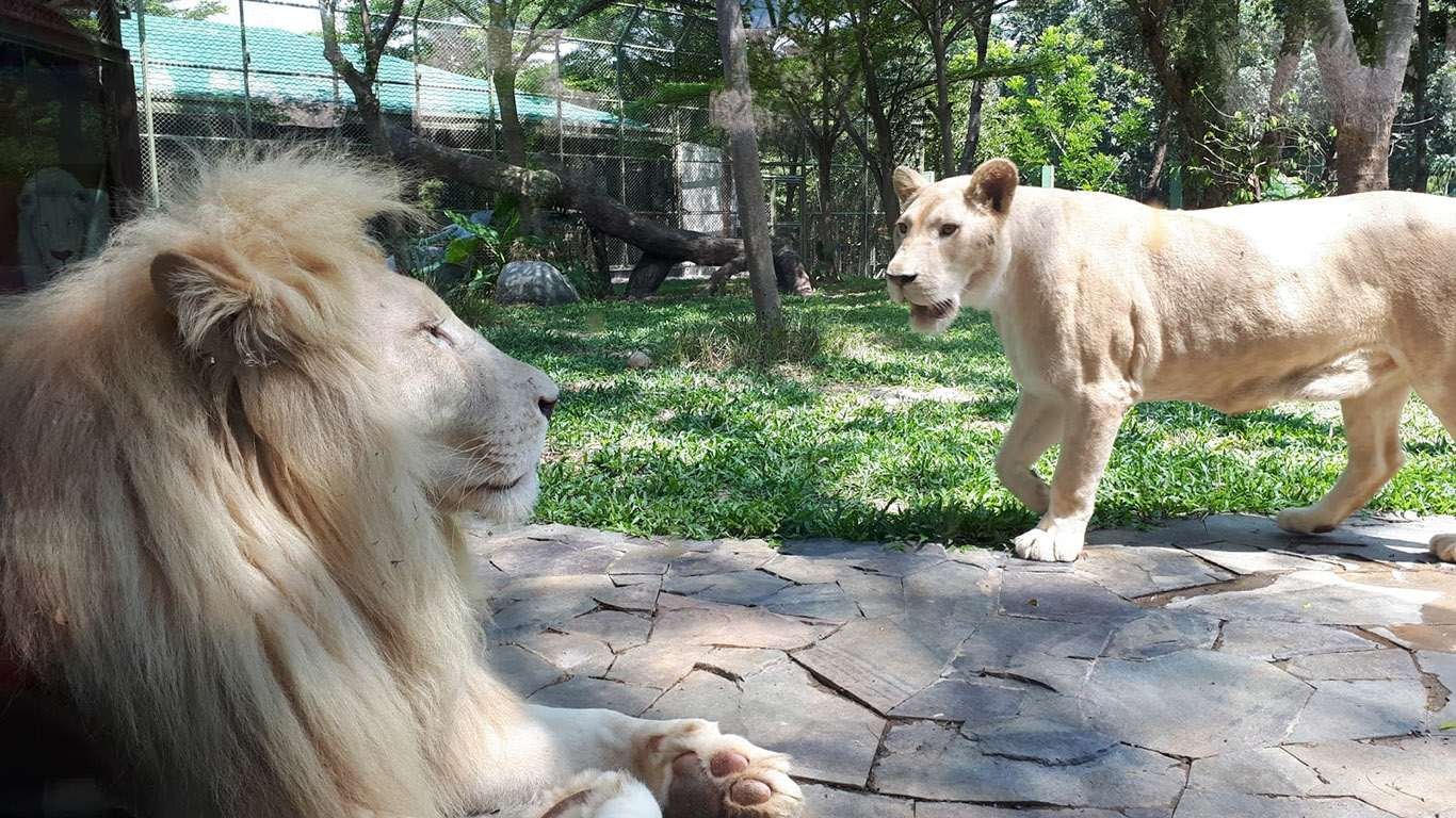 harga tiket masuk fauna land ancol 2019 harga tiket masuk fauna land ancol 2019