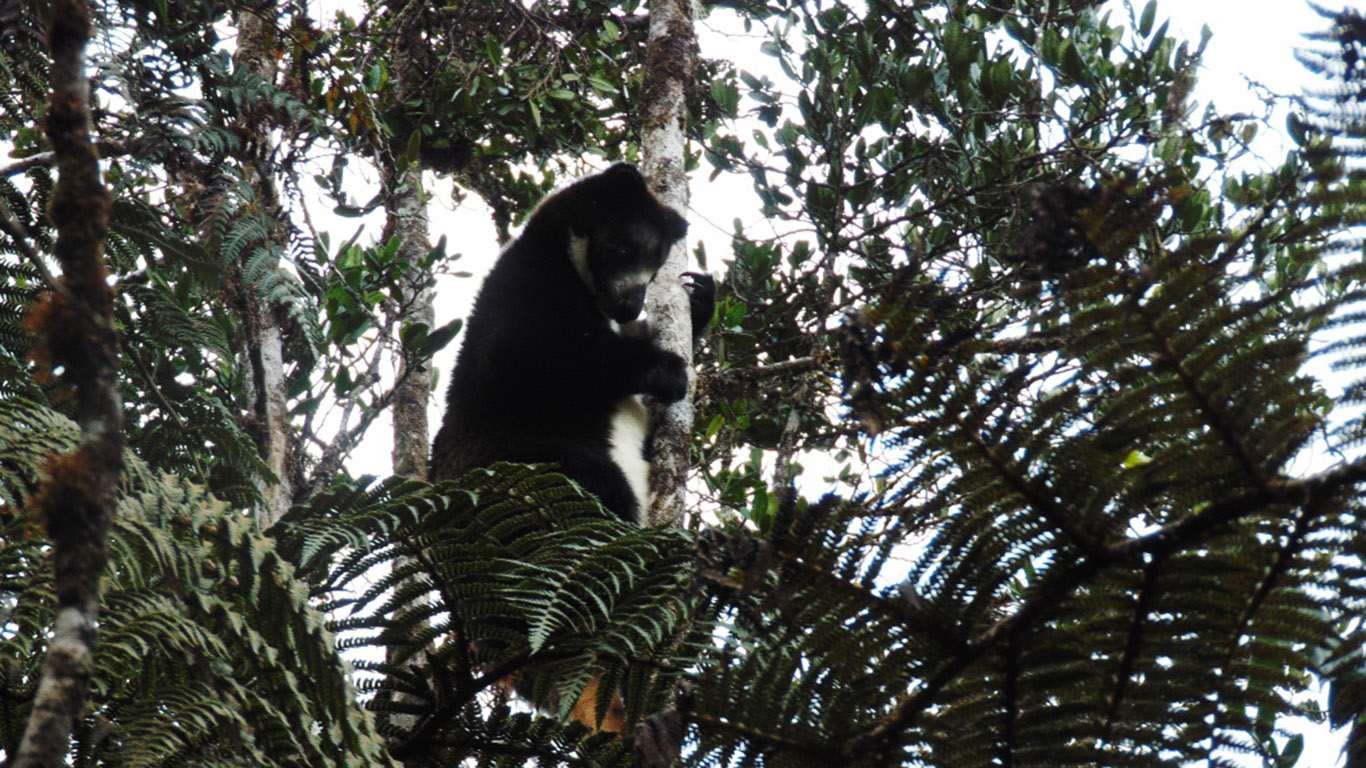 promo tiket masuk fauna land ancol promo tiket masuk fauna land ancol