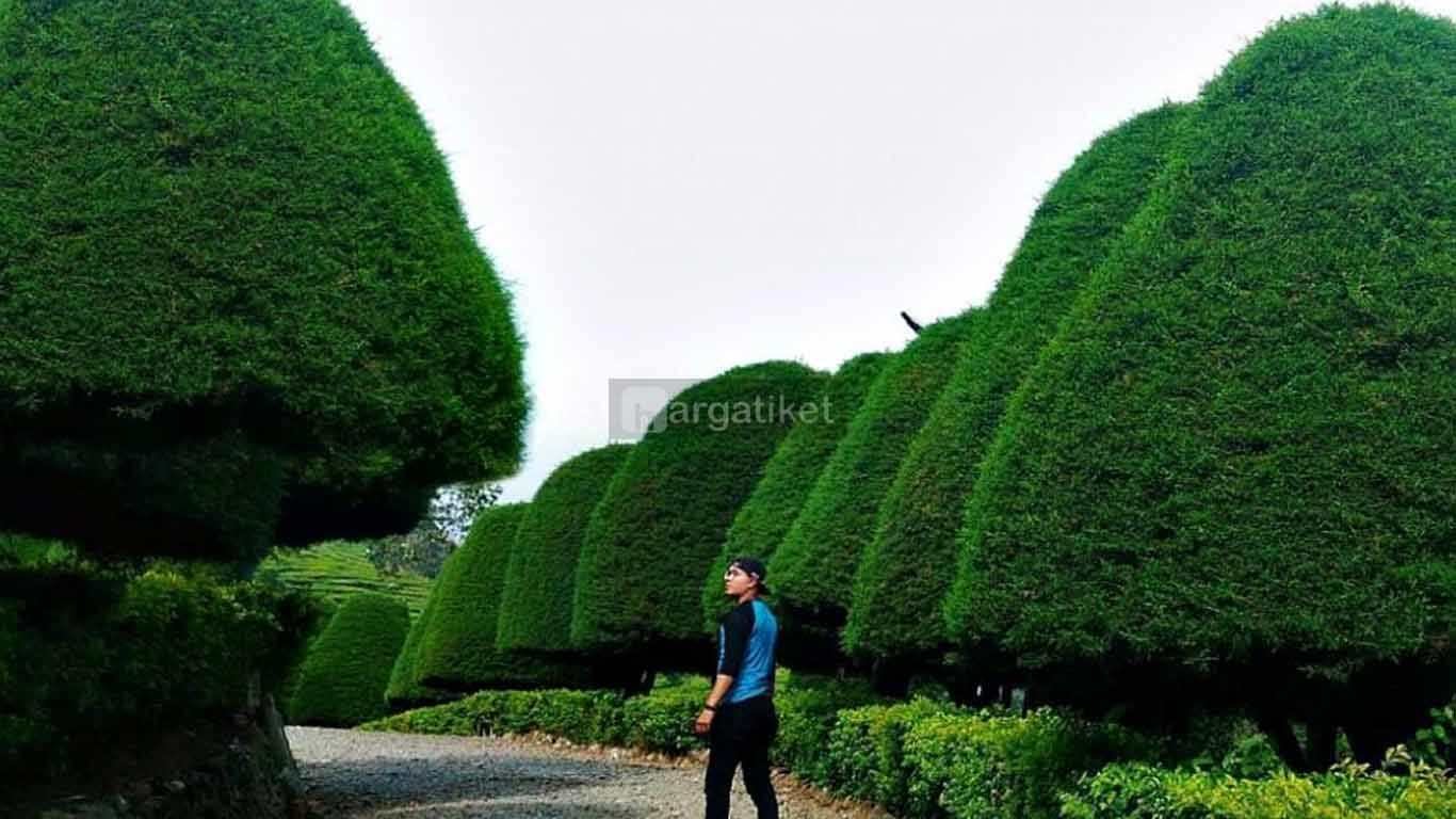 Bukit Jamur Rancabolang Ciwidey Bukit Jamur Rancabolang Ciwidey