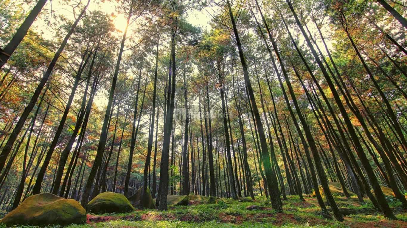 Gunung Pancar Gunung Pancar