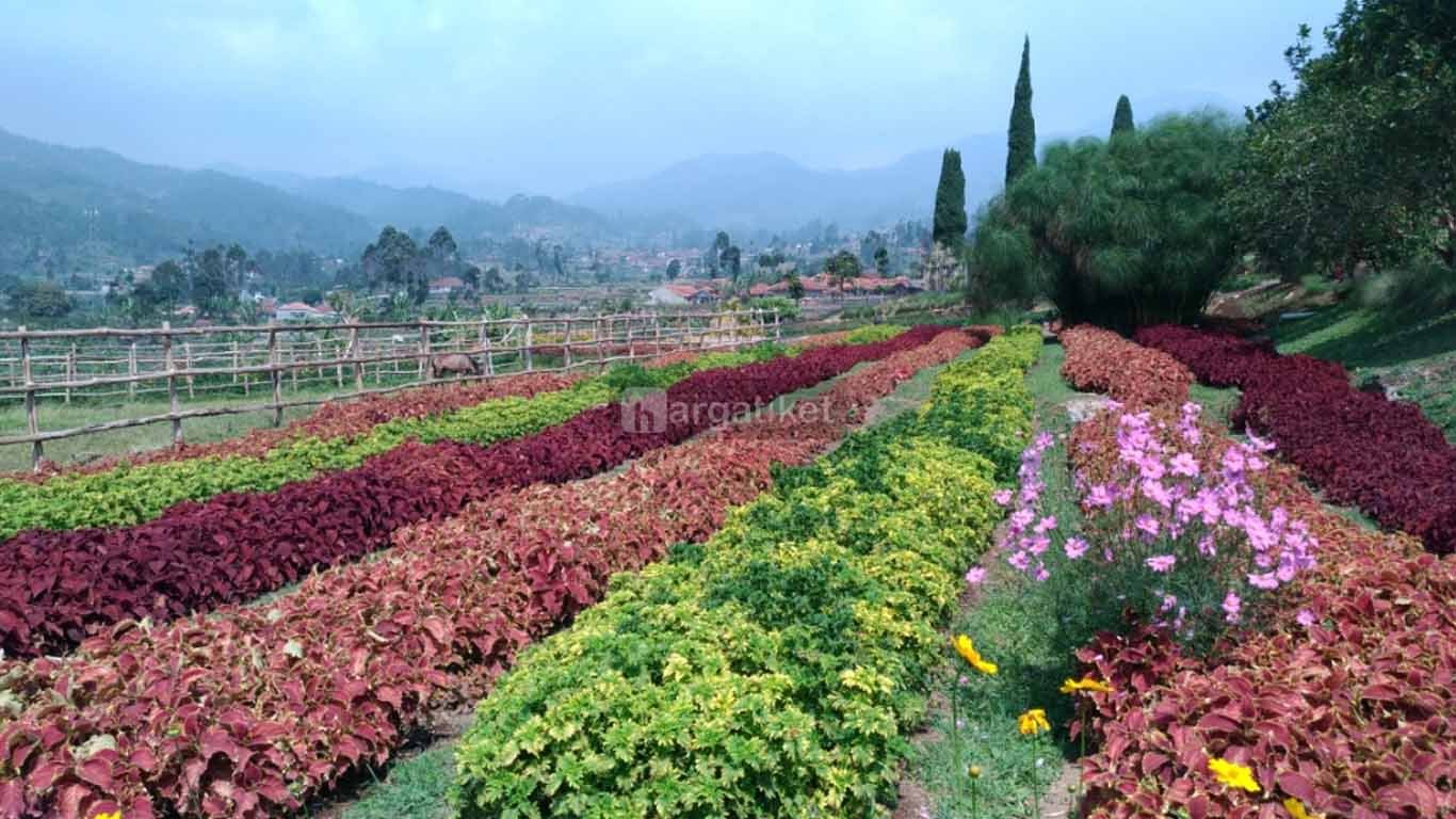 Happyfarm Ciwidey Happyfarm Ciwidey