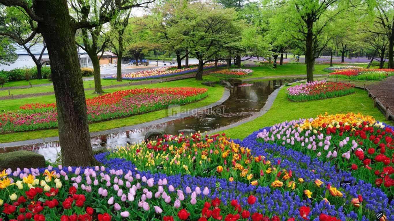 Kampoeng Tulip Kampoeng Tulip