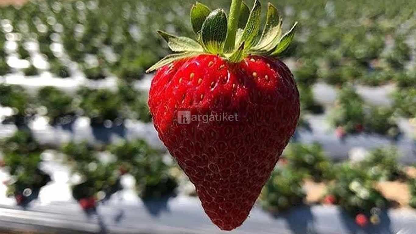 Kebun Petik Strawberry Kebun Petik Strawberry