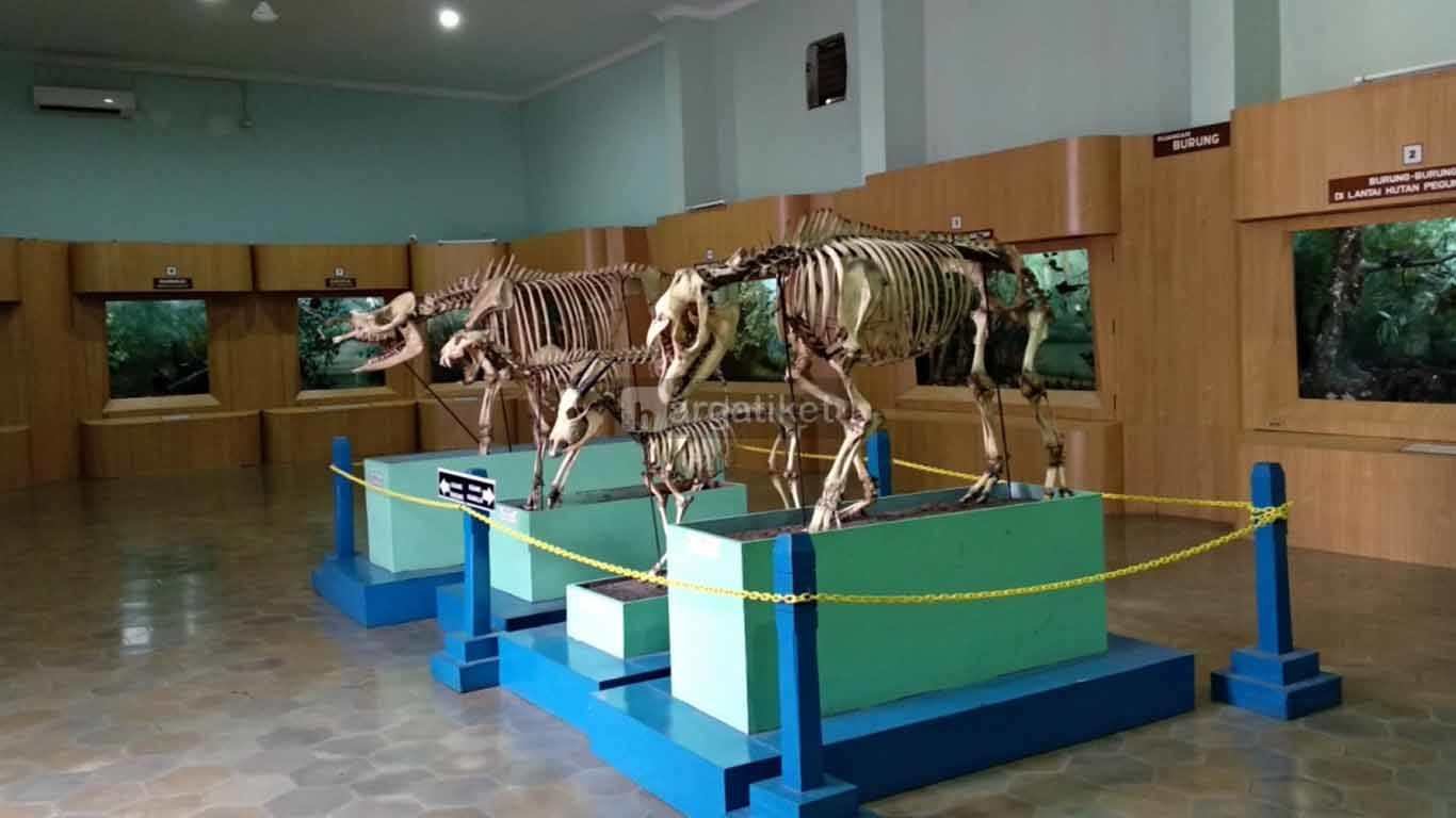 Museum Zoologi Bogor Museum Zoologi Bogor