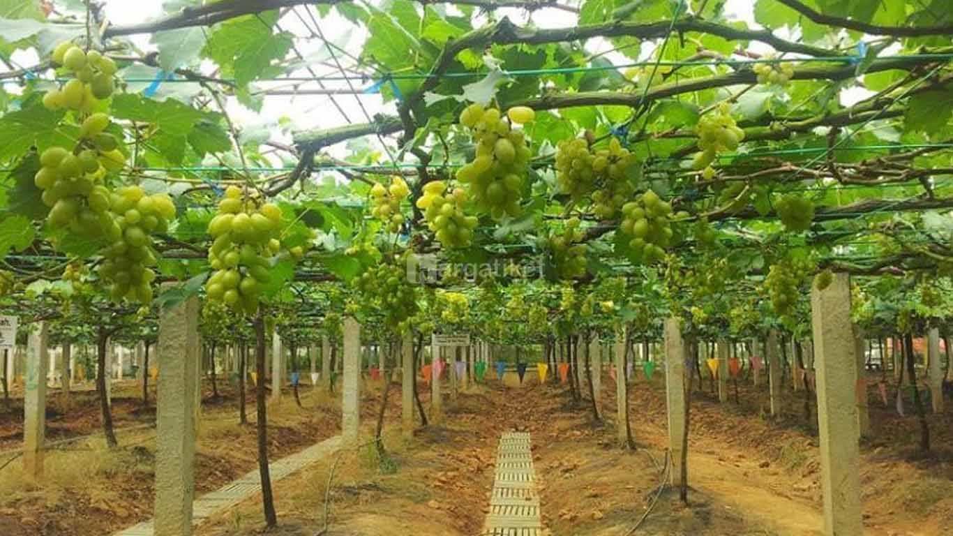 Agrowisata Sumberbendo