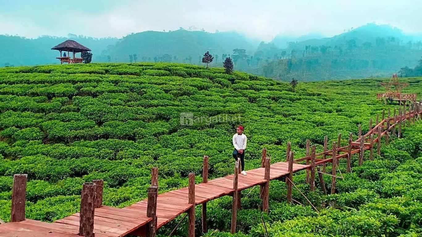 Kebun Teh Andung Biru