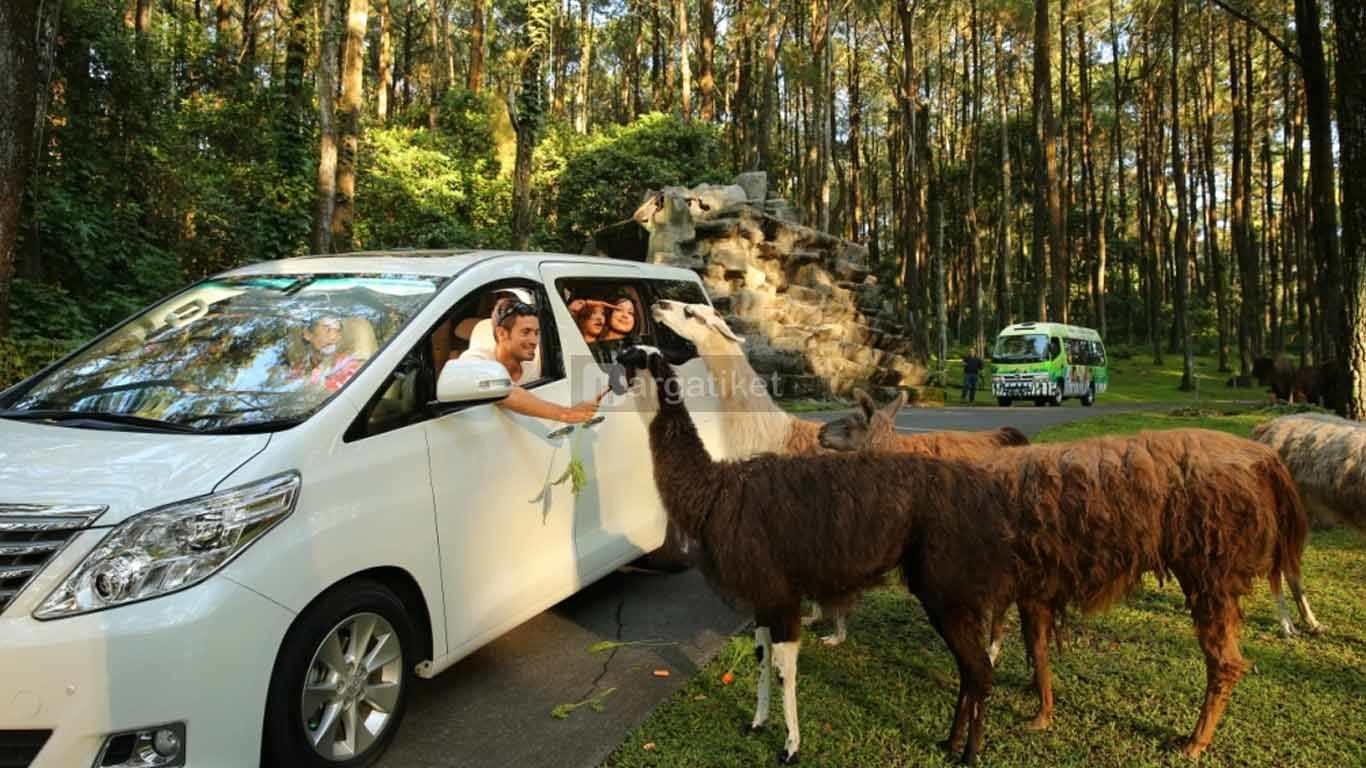 Taman Safari Prigen Taman Safari Prigen