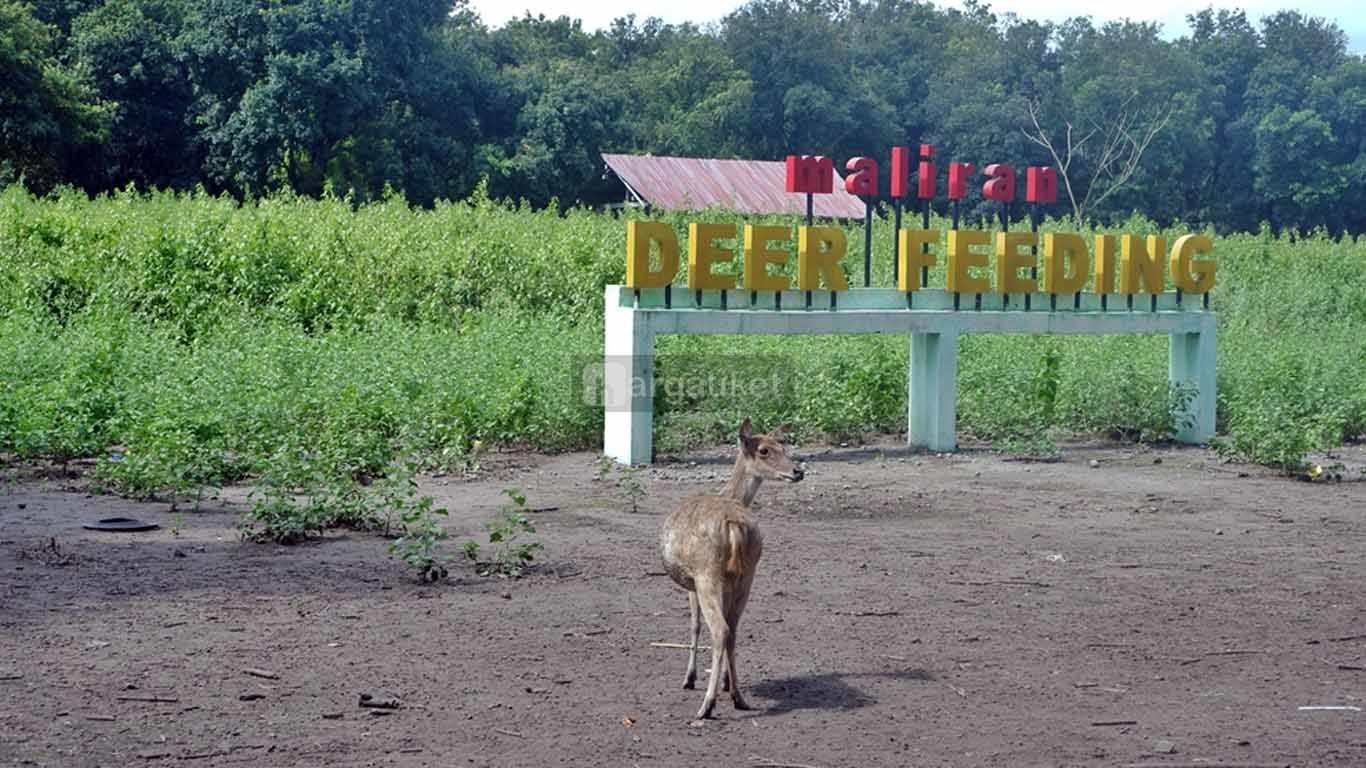Wisata Penangkaran Rusa Maliran