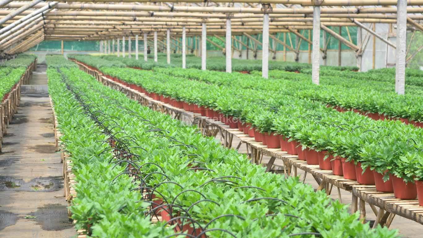 condido agro herbal condido agro herbal