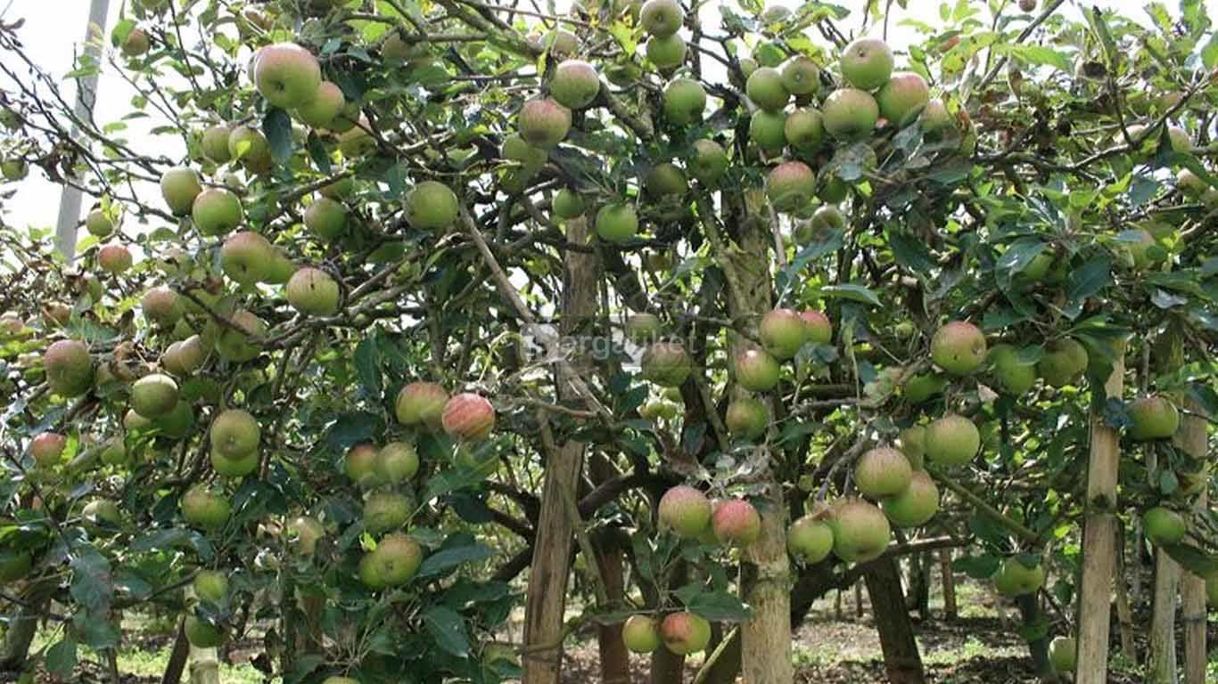 kebun apel khrisna pasuruan kebun apel khrisna pasuruan