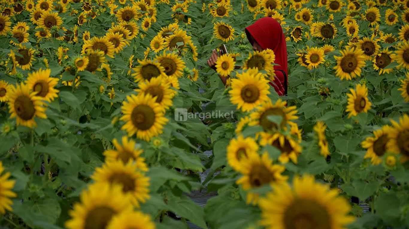 kebun bunga matahari