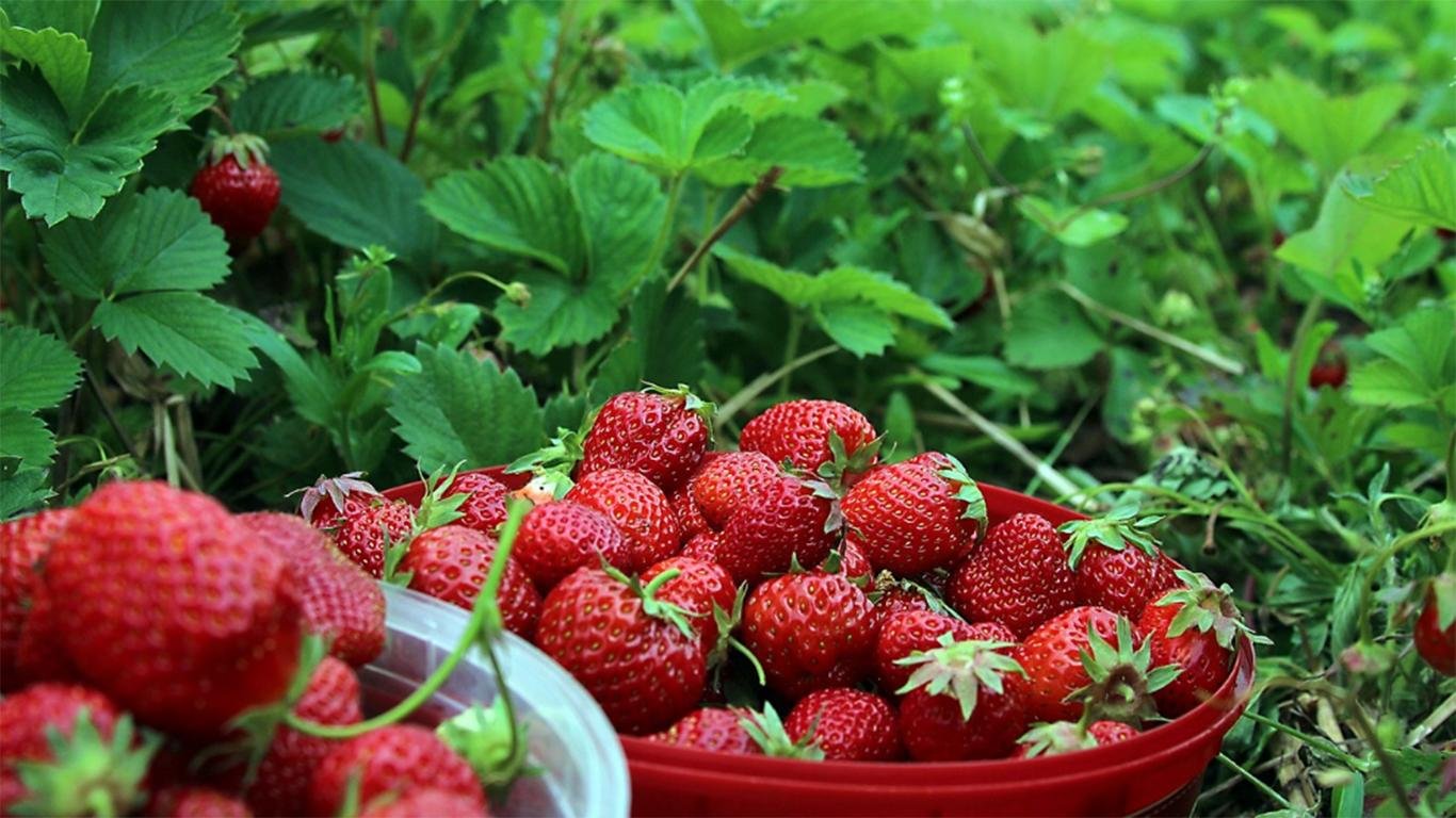 harga tiket masuk kebun strawberry ciwidey harga tiket masuk kebun strawberry ciwidey