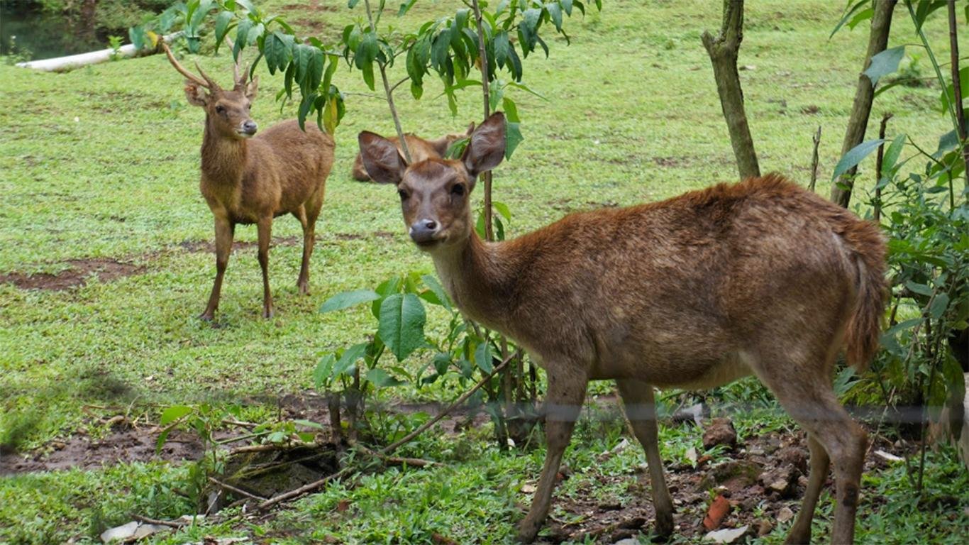 rumah rusa Taman Buru Masigit Kareumbi