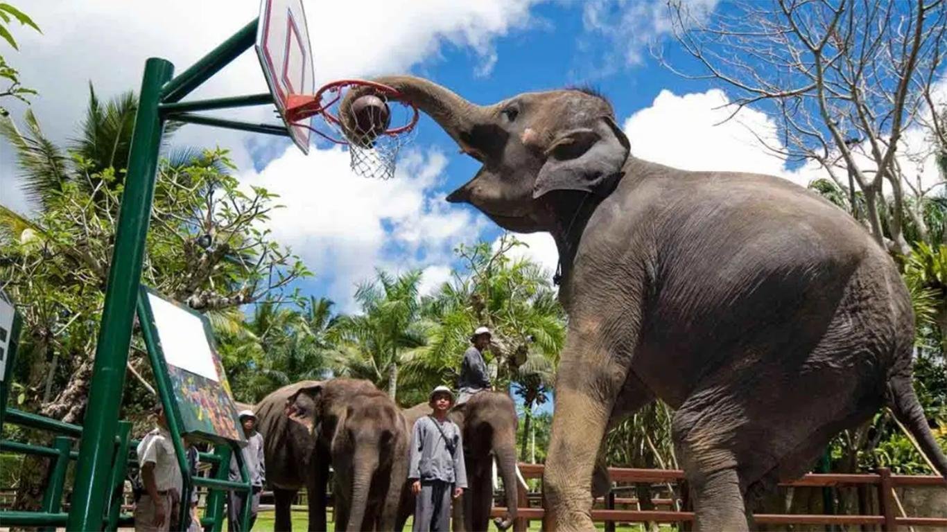 elephant safari park elephant safari park