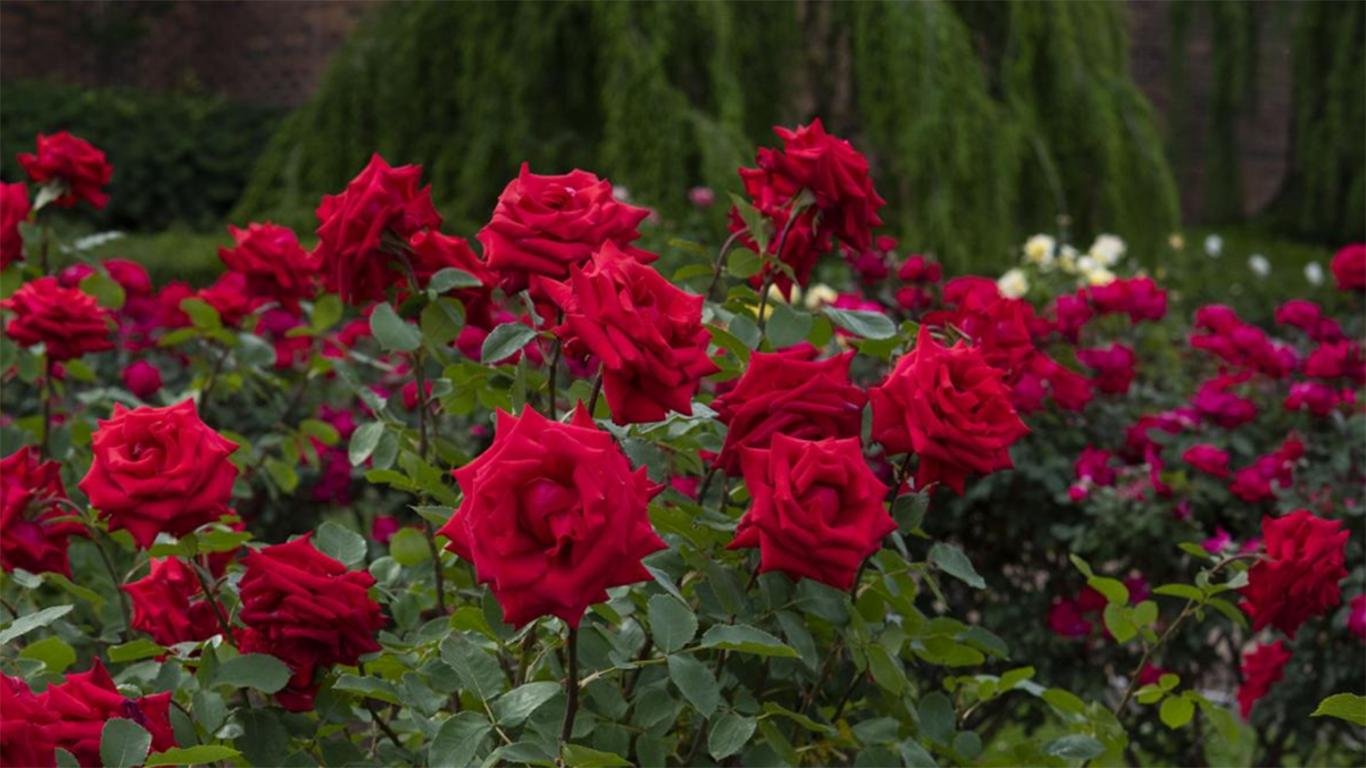 kebun raya bedugul tabanan bali kebun raya bedugul tabanan bali