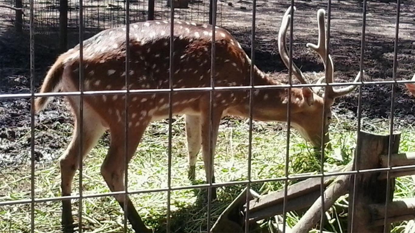 taman flora kebun bibit surabaya