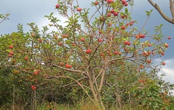 Agro Rakyat Agro Rakyat