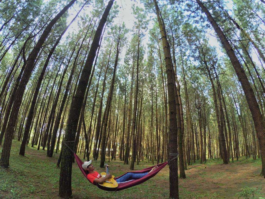 hammock hammock