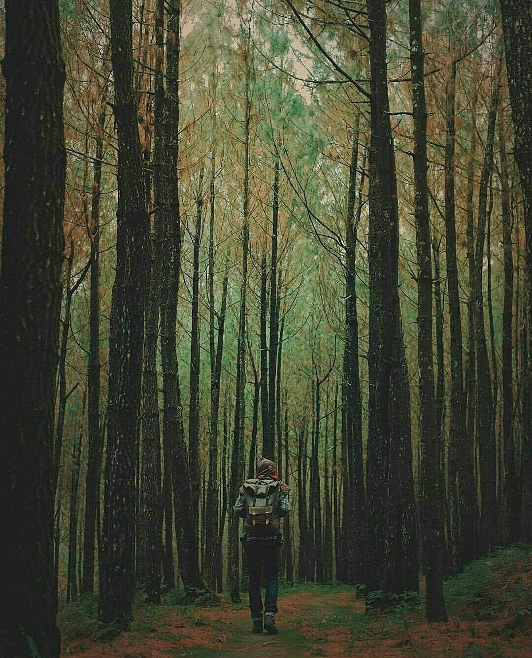 hutan pinus kalipasang hutan pinus kalipasang