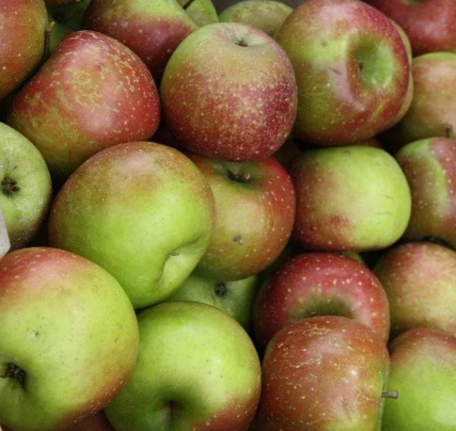 kebun apel batu malang kebun apel batu malang