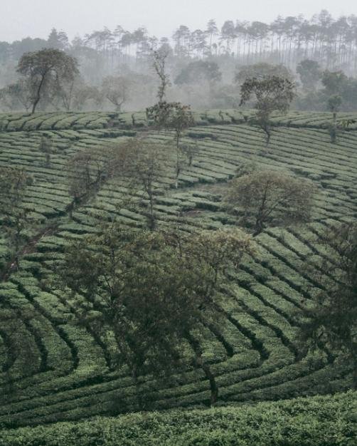 kebun teh wonosari lawang