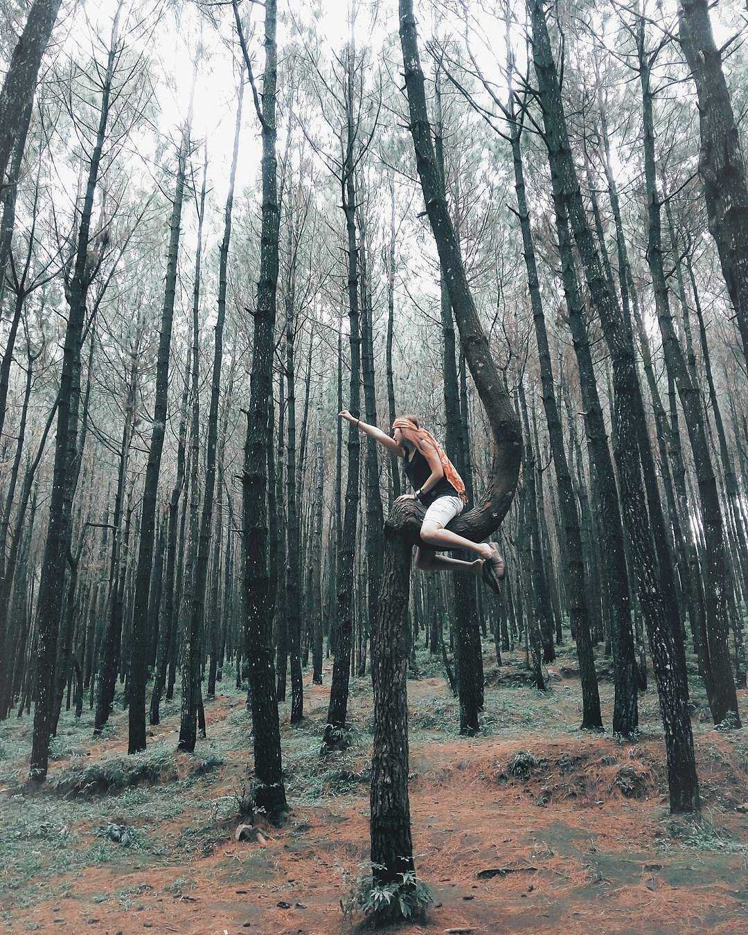 wisata alam hutan pinus wisata alam hutan pinus