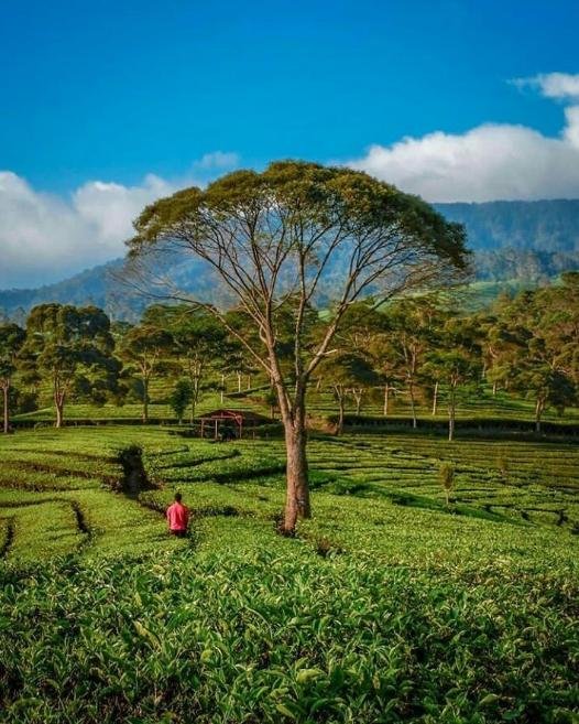 wisata gunung mas puncak