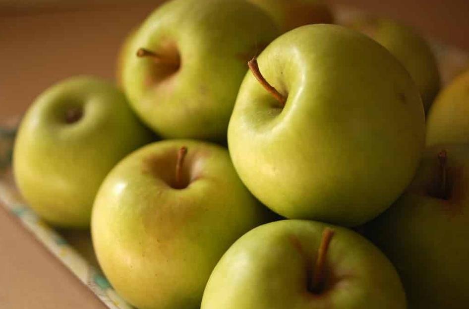 wisata kebun apel malang wisata kebun apel malang