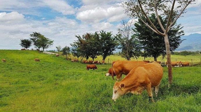 Padang Mangateh Padang Mangateh