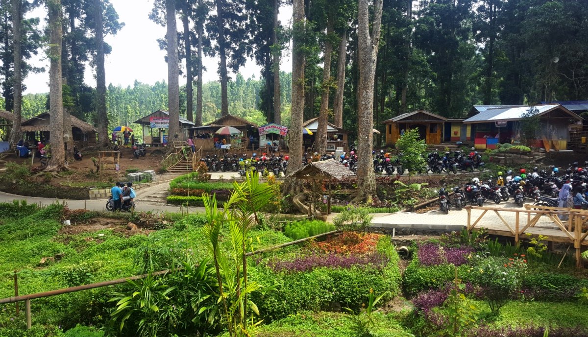 Aktivitas di Hutan Pinus Limpakuwus