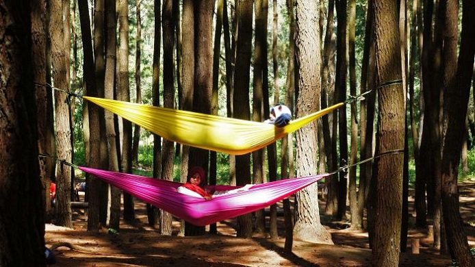 gambar hutan pinus mangunan gambar hutan pinus mangunan