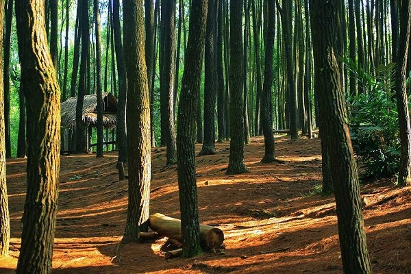 lokasi hutan pinus mangunan lokasi hutan pinus mangunan