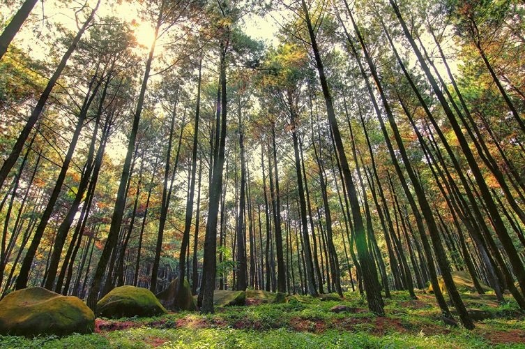 sejarah hutan pinus mangunan sejarah hutan pinus mangunan